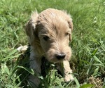 Small #2 Breeder Profile image