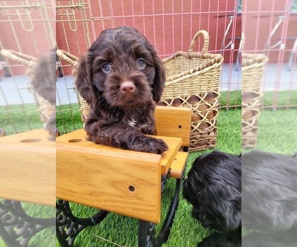 Medium Photo #1  Breeder Profile in TAMPA, FL, USA