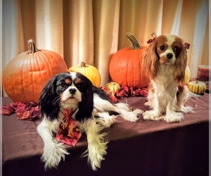 Cavalier King Charles Spaniel Dog Breeder near Apex, NC, USA
