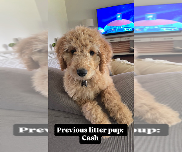 Medium Photo #7  Breeder Profile in ENTERPRISE, AL, USA