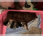 Small #39 Breeder Profile image
