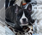 Small #12 Breeder Profile image