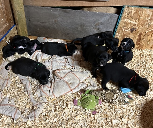 Medium Photo #1  Breeder Profile in WHITE LAKE, WI, USA