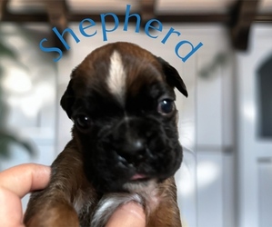 Boxer Dog Breeder near CONCORD, NH, USA