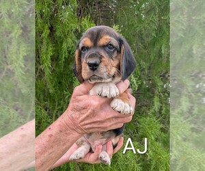 Beagle Dog Breeder near PORT LAVACA, TX, USA