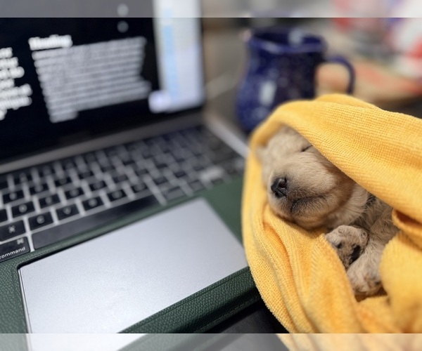 Medium Photo #10  Breeder Profile in EVANS, GA, USA