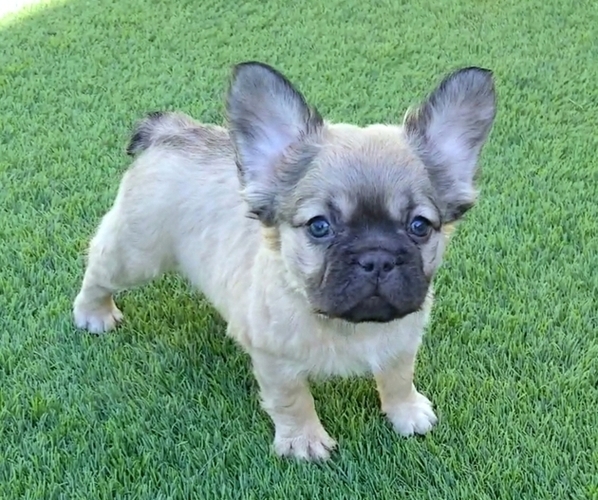 Medium Photo #37  Breeder Profile in LAS VEGAS, NV, USA