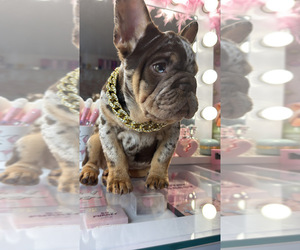 French Bulldog Dog Breeder near ELK GROVE, CA, USA