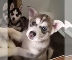 Small #4 Breeder Profile image