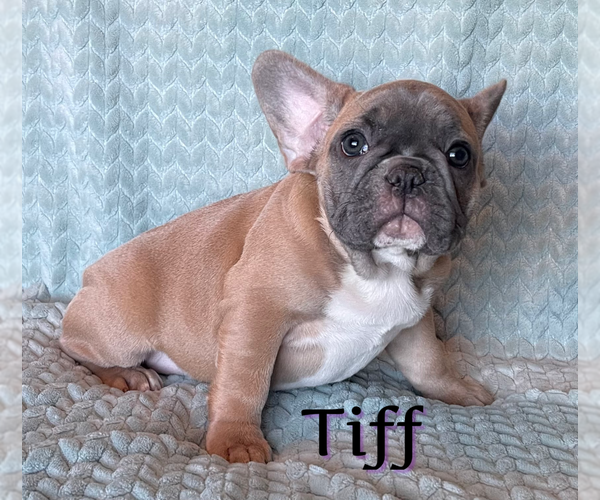 Medium Photo #27  Breeder Profile in PERRIS, CA, USA