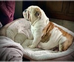 Small #13 Breeder Profile image