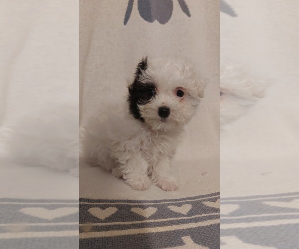 Medium Photo #3  Breeder Profile in WINCHESTER, VA, USA