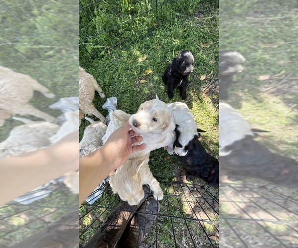 Medium Photo #1  Breeder Profile in MESA, AZ, USA