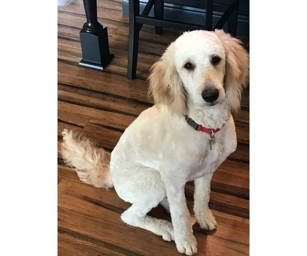 Medium Photo #1  Breeder Profile in CORRYTON, TN, USA