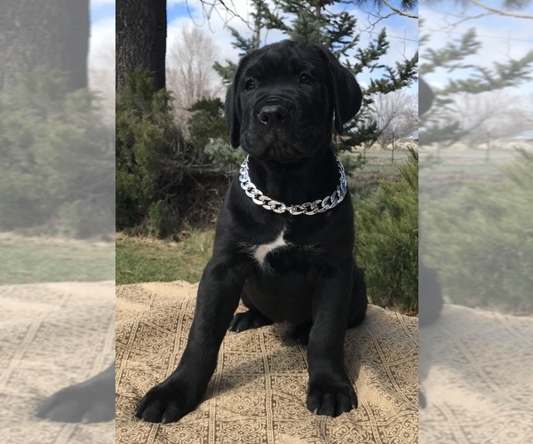 Medium Photo #7  Breeder Profile in LOYALTON, CA, USA