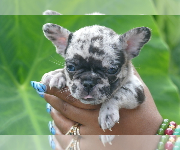 Medium Photo #1  Breeder Profile in MCDONOUGH, GA, USA