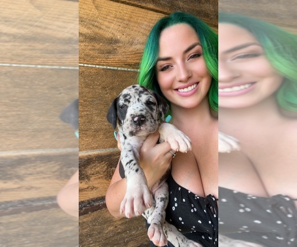 Medium Photo #3  Breeder Profile in SOMERVILLE, TN, USA