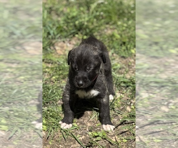 Medium Photo #22  Breeder Profile in HUSTONVILLE, KY, USA