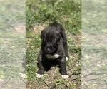 Small #21 Breeder Profile image