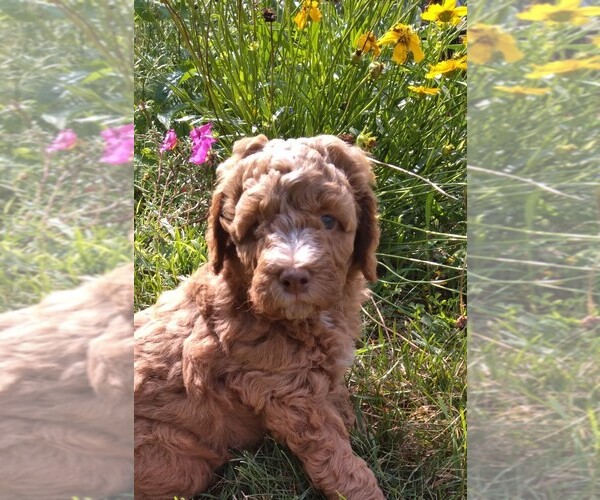 Medium Photo #4  Breeder Profile in MONTELLO, WI, USA