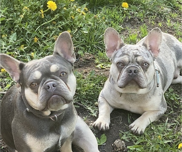 Medium Photo #8  Breeder Profile in MAPLE GROVE, MN, USA