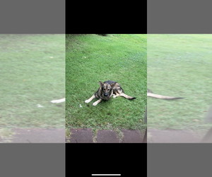 German Shepherd Dog Dog Breeder near SPARTANBURG, SC, USA