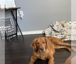 Small breeder photo