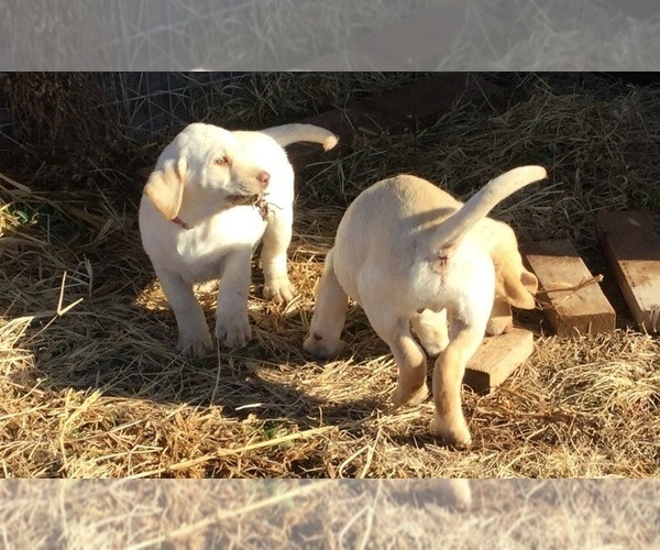 Medium Photo #1  Breeder Profile in MANES, MO, USA