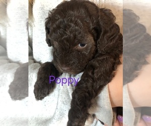 Poodle (Miniature) Dog Breeder near MORRISON, CO, USA
