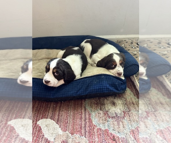 Medium Photo #19  Breeder Profile in CHATTANOOGA, TN, USA