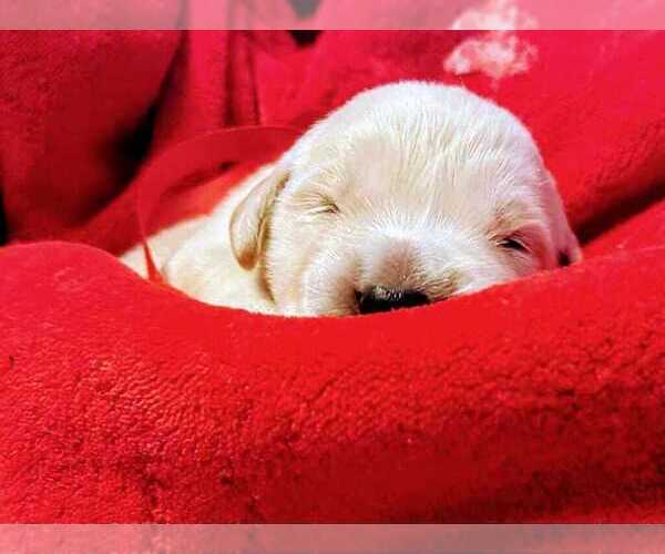 Medium Photo #5  Breeder Profile in LECANTO, FL, USA