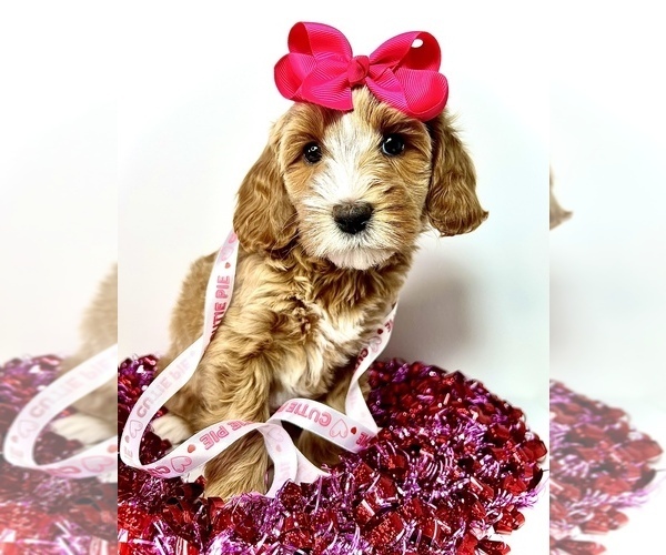 Medium Photo #1  Breeder Profile in SHAWNEE, KS, USA