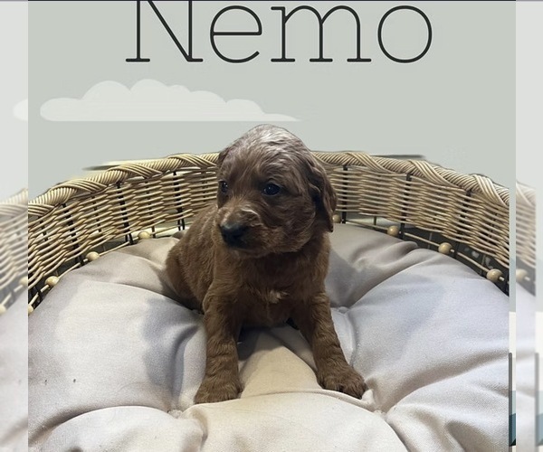 Medium Photo #3  Breeder Profile in LA GRANGE, KY, USA