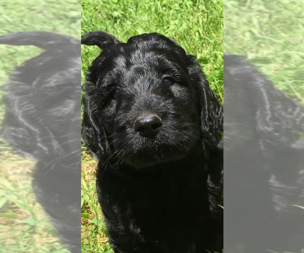 Medium Photo #57  Breeder Profile in LAKE GEORGE, NY, USA