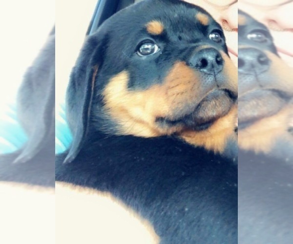Medium Photo #22  Breeder Profile in OAK GLEN, CA, USA