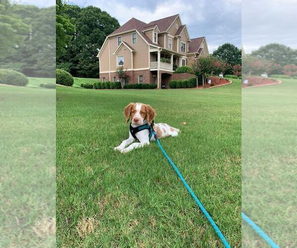 Medium Photo #78  Breeder Profile in HORTENSE, GA, USA