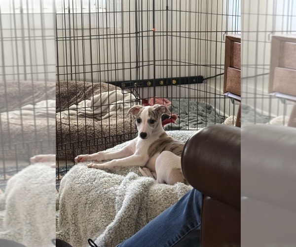Medium Photo #7  Breeder Profile in TALKING ROCK, GA, USA