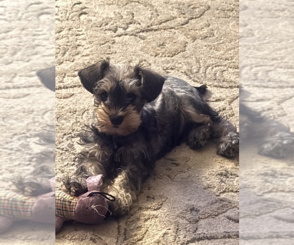 Medium Photo #4  Breeder Profile in FAIRFIELD, CA, USA