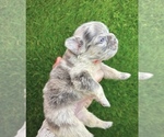 Small #12 Breeder Profile image