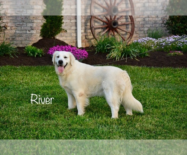 Medium Photo #1  Breeder Profile in CHUCKEY, TN, USA