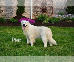 English Cream Golden Retriever Dog Breeder near CHUCKEY, TN, USA