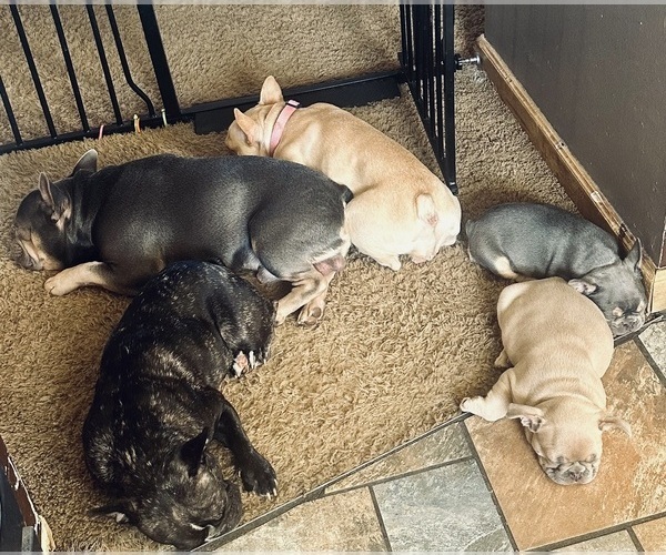 Medium Photo #28  Breeder Profile in BIG RAPIDS, MI, USA