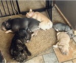 Small Photo #28  Breeder Profile in BIG RAPIDS, MI, USA