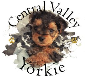 Yorkshire Terrier Dog Breeder near MERCED, CA, USA
