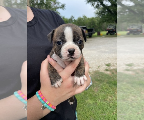 Medium Photo #6  Breeder Profile in FREDONIA, KS, USA