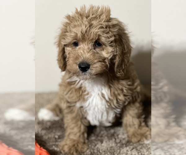 Medium Photo #9  Breeder Profile in RADFORD, VA, USA