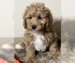 Small #8 Breeder Profile image