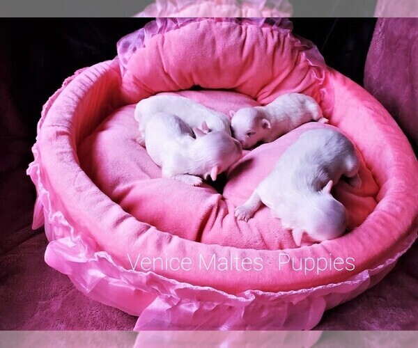 Medium Photo #1  Breeder Profile in PISCATAWAY, NJ, USA