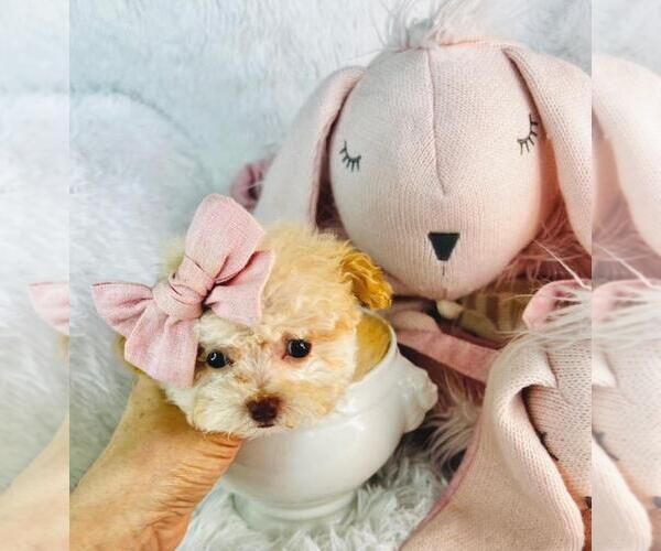 Medium Photo #42  Breeder Profile in PEMBROKE PINES, FL, USA
