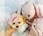 Small Photo #42  Breeder Profile in PEMBROKE PINES, FL, USA
